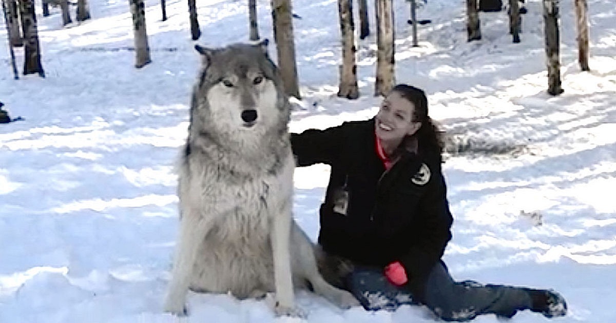 Brave, Lucky Woman Is Best Friends With A Pack Of Giant Wolves
