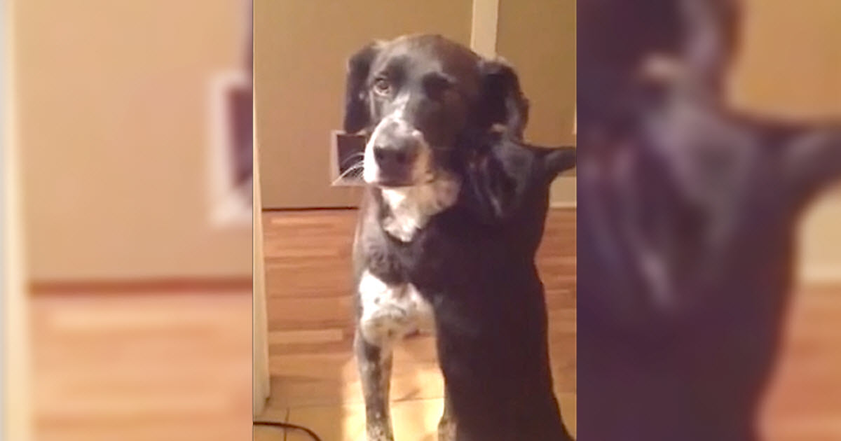 Her Cat Waited 10 Days For Dog To Come Home, But Mom Doesn’t Expect Him To Be So Emotional