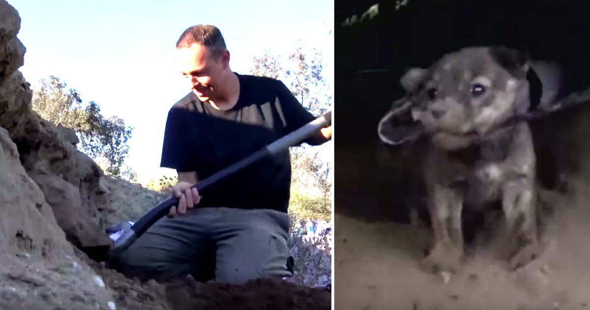 Rescuer Pulls 8 Stray Puppies From A Cave, Then Looks Back And Screams That There’s One More
