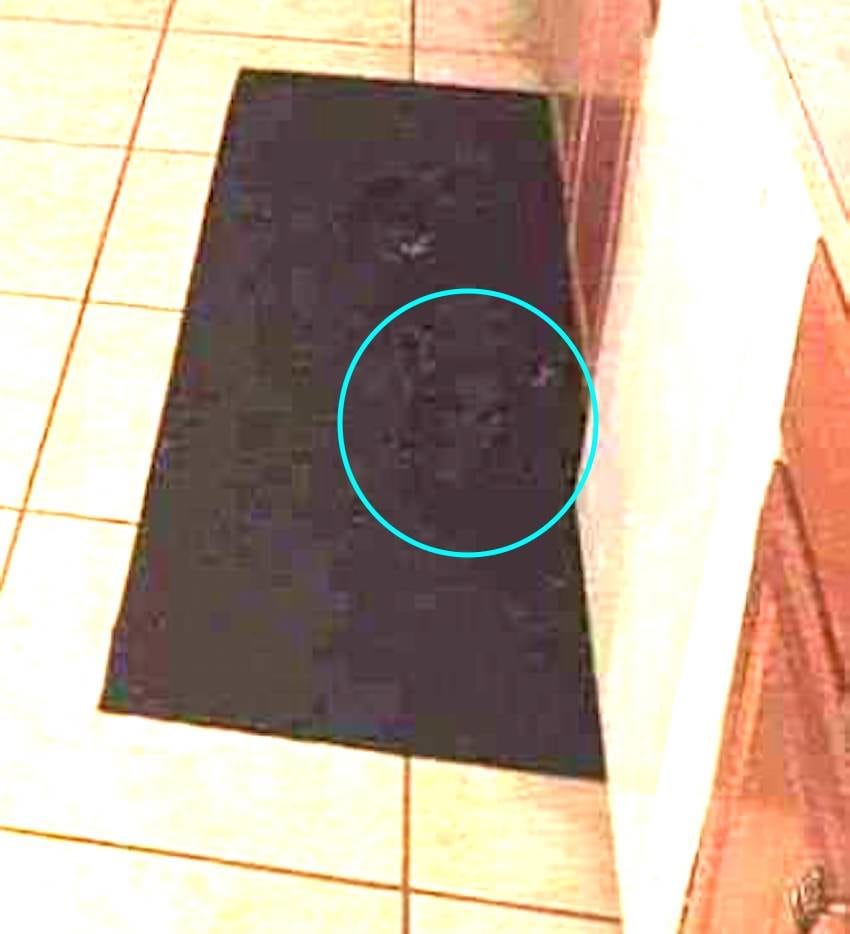 dog hiding kitchen photo