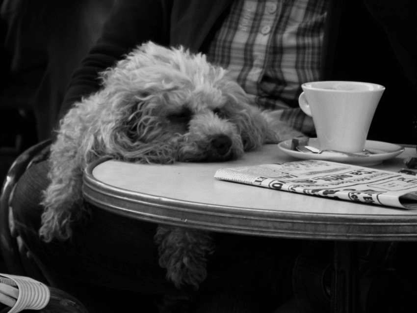 19 Dogs Sleeping In Totally Ridiculous Positions Hearts Of Pets