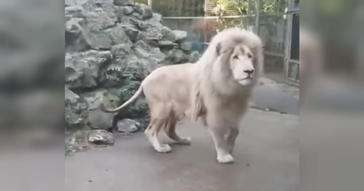 Giant Lion Spots A Tiny Bubble And Totally Loses It In Seconds