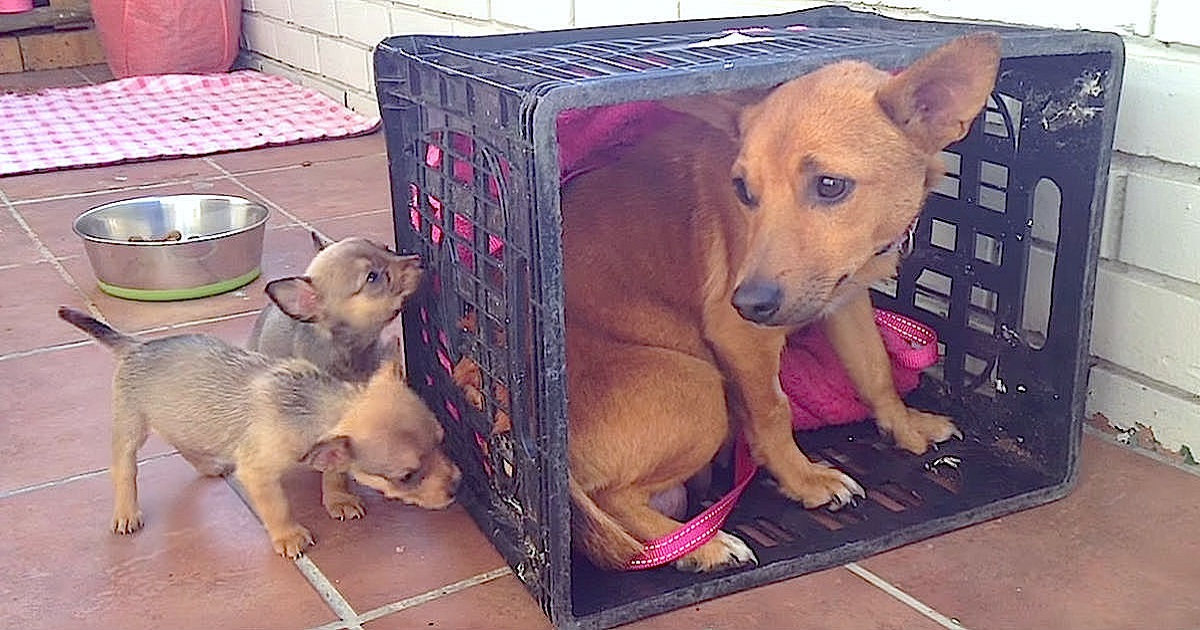 Heartbroken Mom Misses Her Puppies, But Has No Clue They’re Standing Behind The Crate