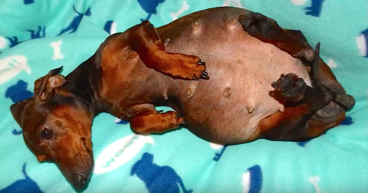Pregnant Dachshund With Giant Belly Leaves Rescuers Baffled When She Delivers A Whopping Litter