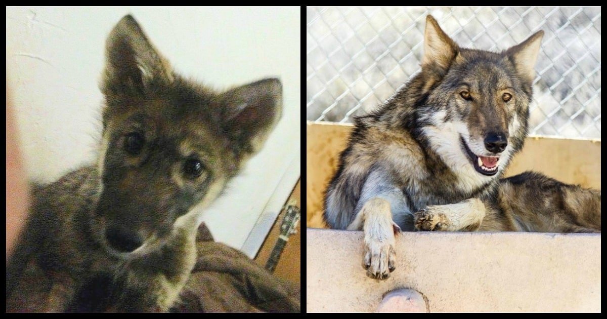 Boy Adopts An Abandoned ‘Puppy’ — Then Discovers He’s Actually A Baby Wolf