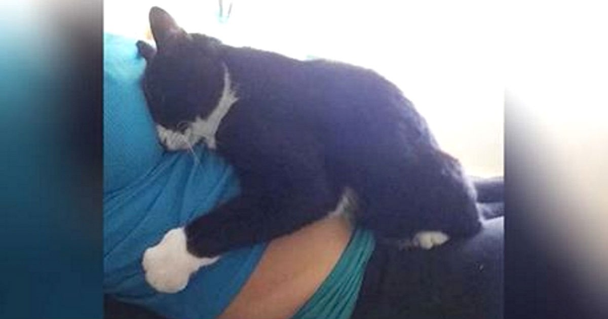 Panda The Cat Guards Over Her Adoptive Mom’s Pregnant Belly