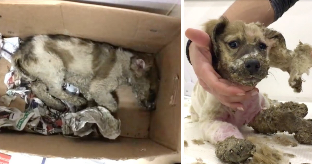 Maniac Covers Stray Puppy In Super Glue. Then A Rescue Worker Realizes There’s Still Hope