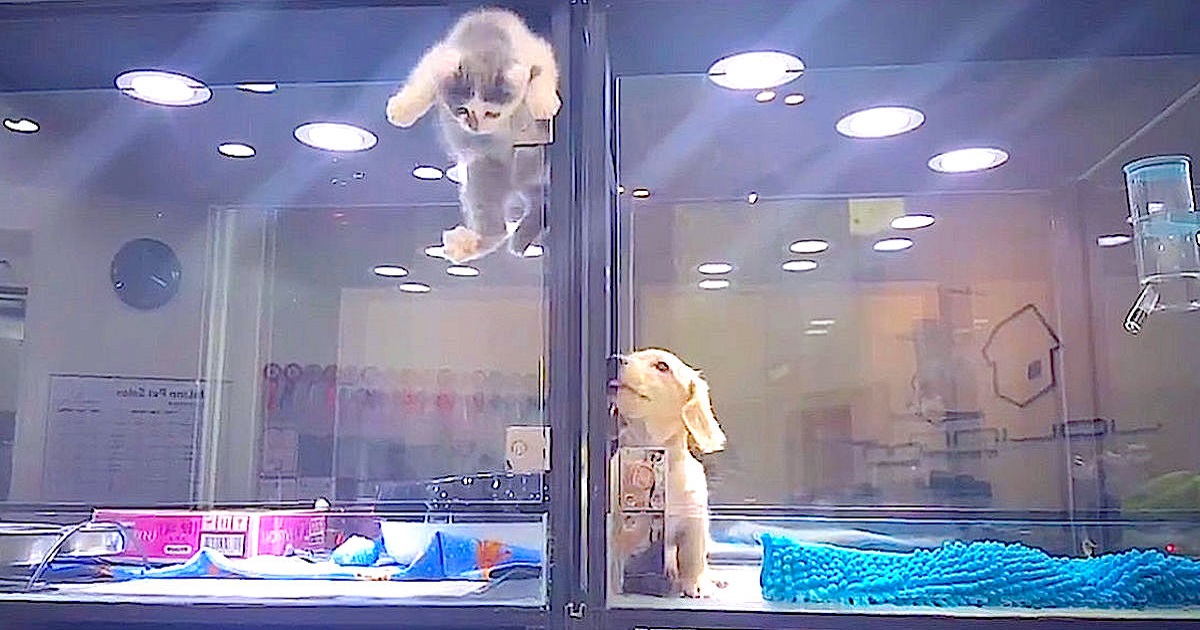 Pet Store Kitten Climbs Over Partition To Play With Lonely Puppy