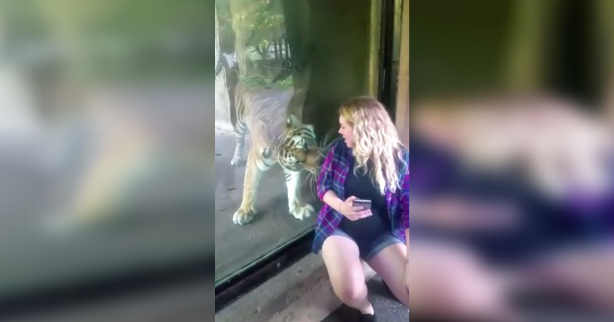 Woman Films Pregnant Friend Taking Selfie With Tiger, Captures Moment Cat Notices Her Baby Belly