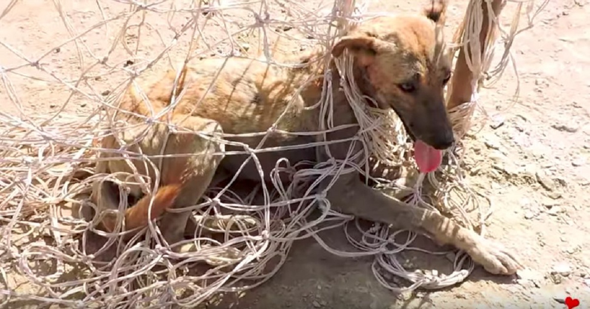 Stray Dog Tries To Play In Soccer Net And Ends Up Very Stuck