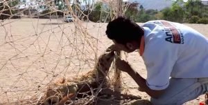 stray dog soccer net