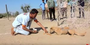 stray dog soccer net