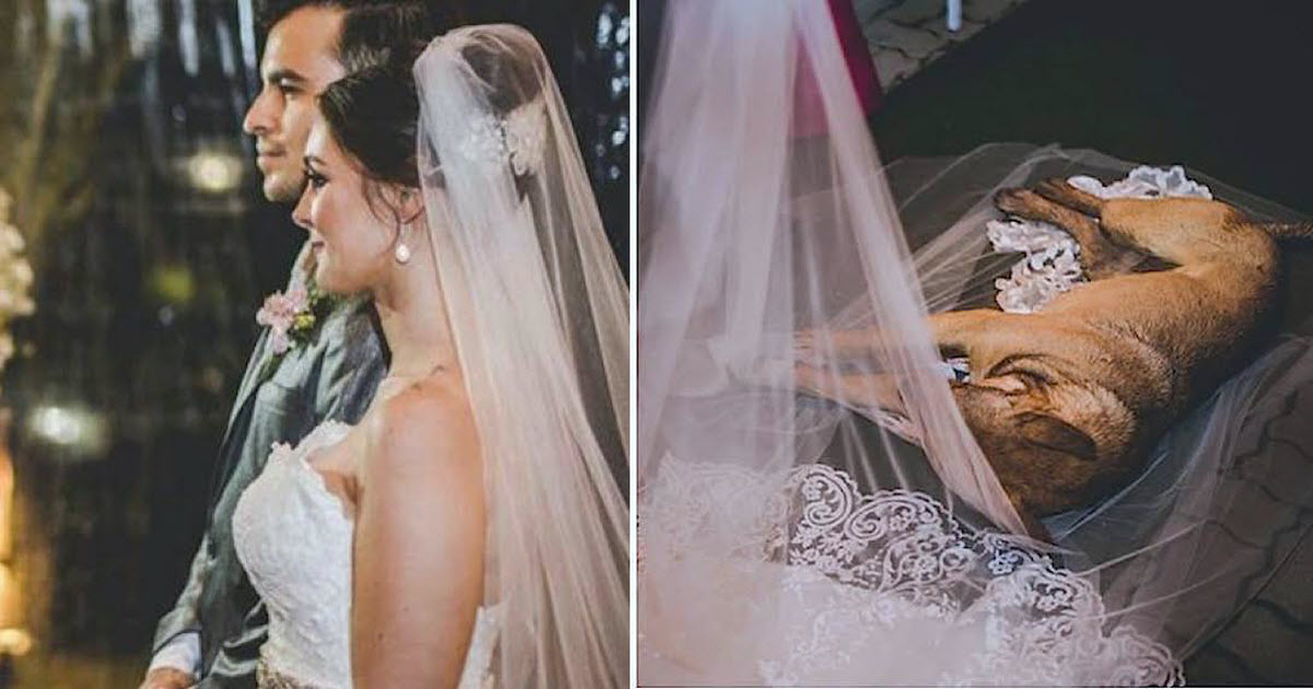 Bride And Groom Say Vows But A Lonely Stray Dog Suddenly Lies On Her Gown And Refuses To Leave
