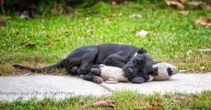 viral dog sleeping stuffed animal rescue1