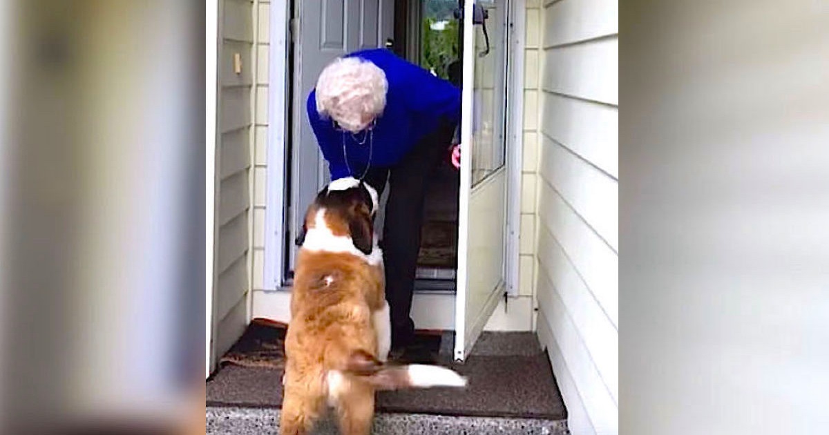 Old Widow Is Lonely After Husband Dies, Then Finds Neighbor’s New Puppy Standing At Her Door