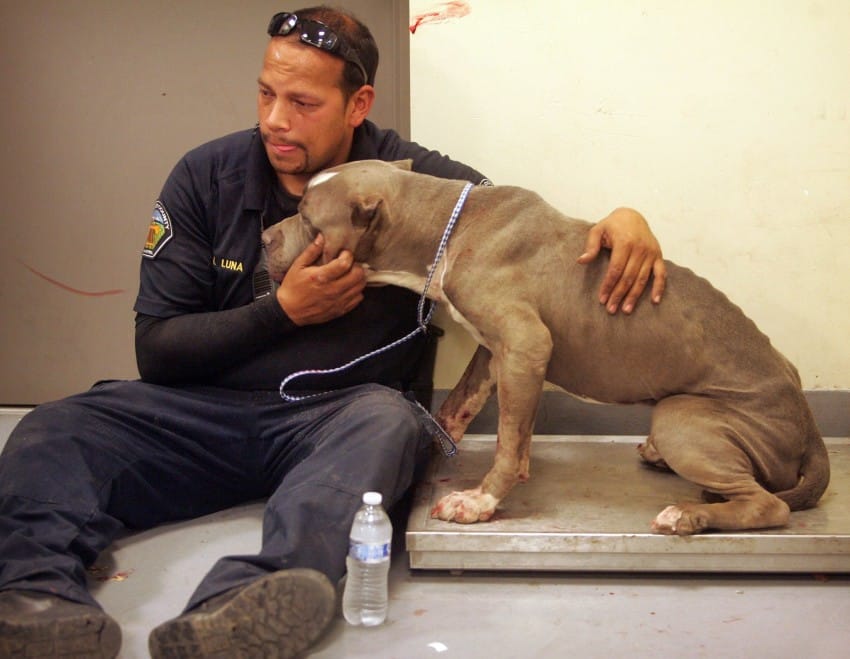 40 pit bulls rescue