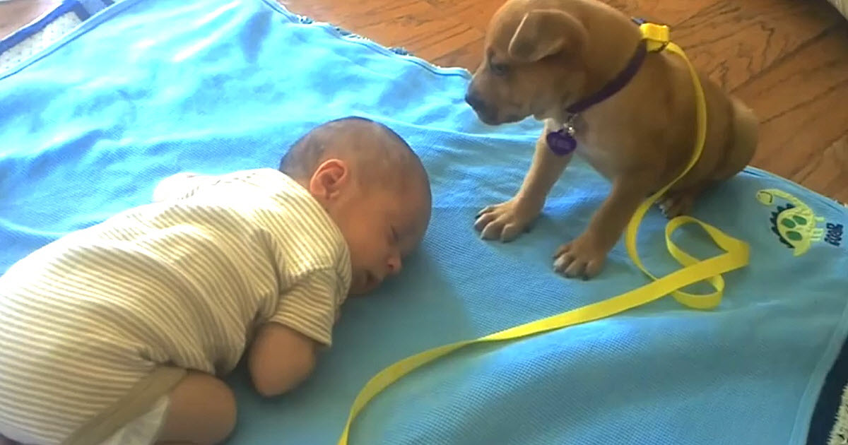 Tiny Puppy Snuggles Up To Newborn And Does The Sweetest Thing Ever