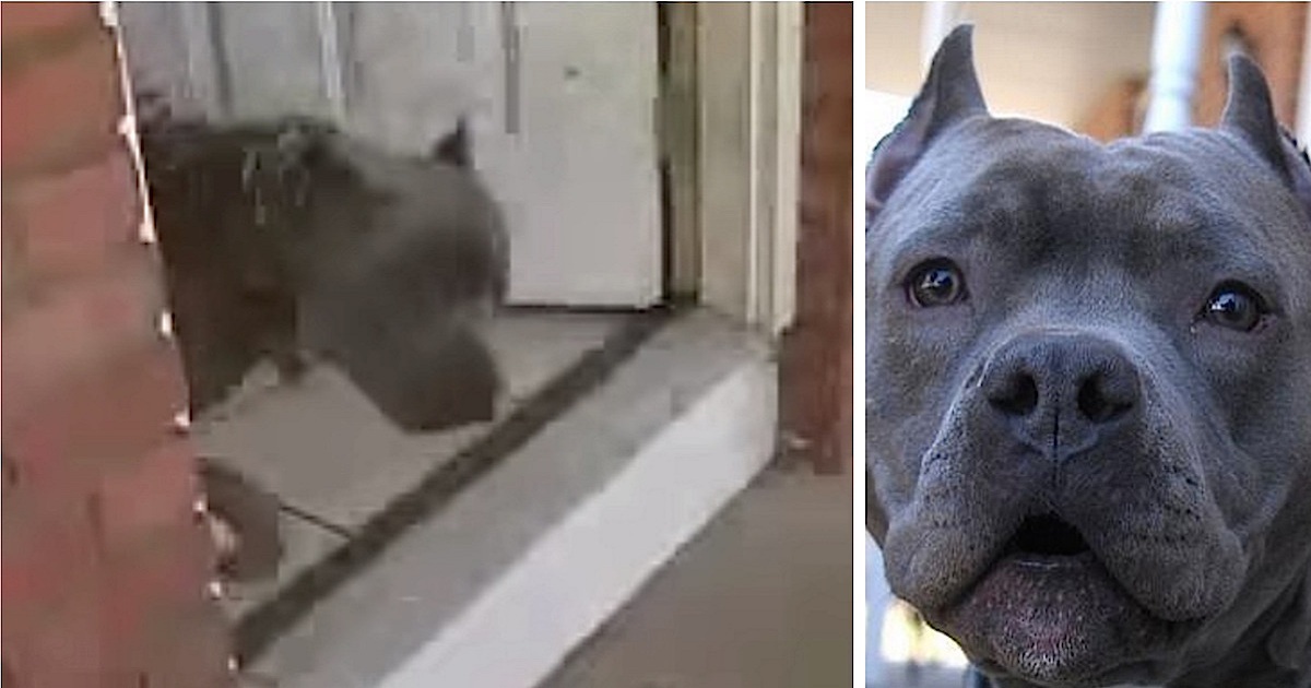 Confused Mom Sees Pit Bull Dash Through Front Door And Finds Neighbor Being Beaten By Husband