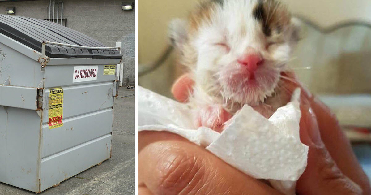 Woman Hears Kitten Crying In Dumpster, Then Vet Reveals He’s Extremely Rare
