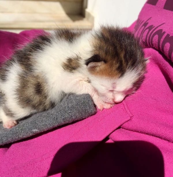 calico kitten rescue