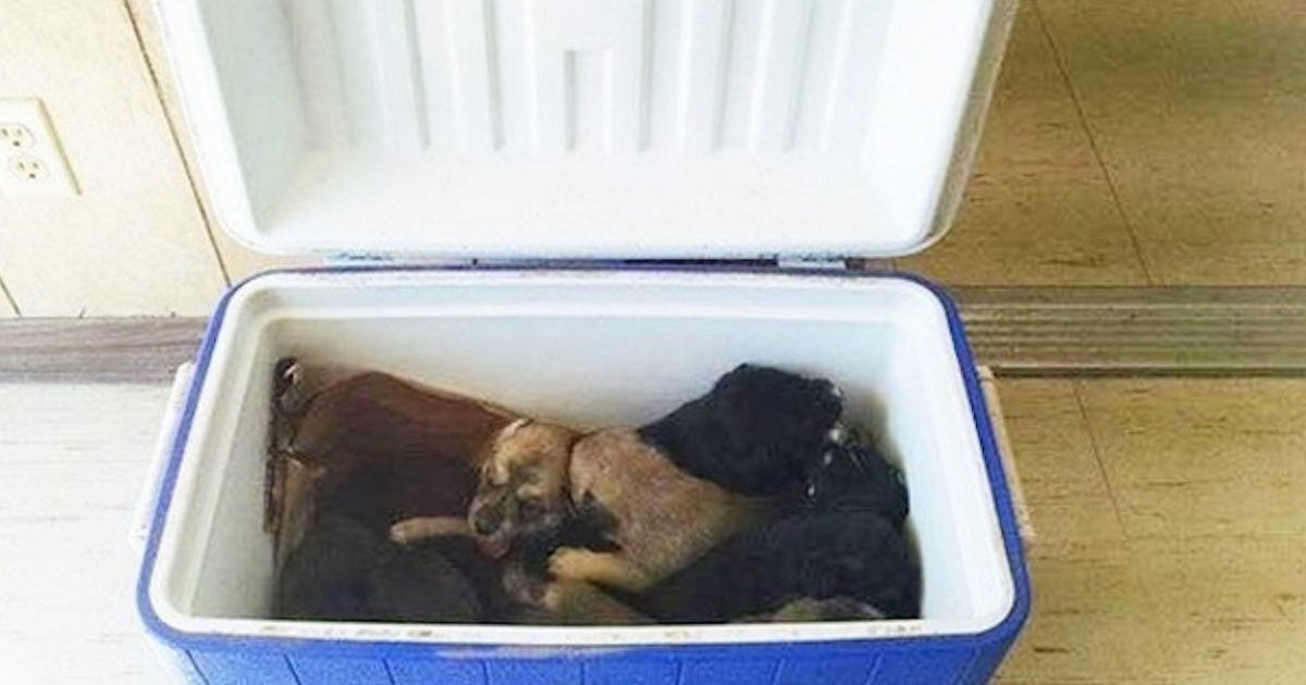 Woman Sees Cooler On The Road, Then Finds 9 Puppies Crammed Inside