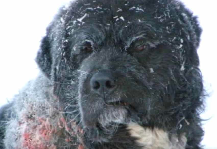 diesel yukon rescue