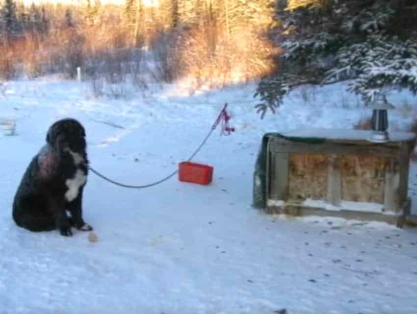 diesel yukon rescue