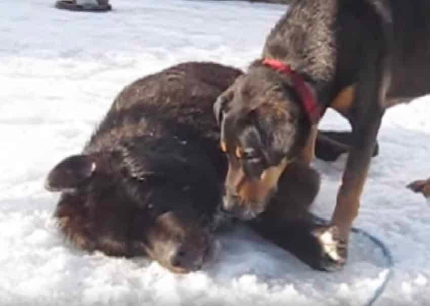 diesel yukon rescue