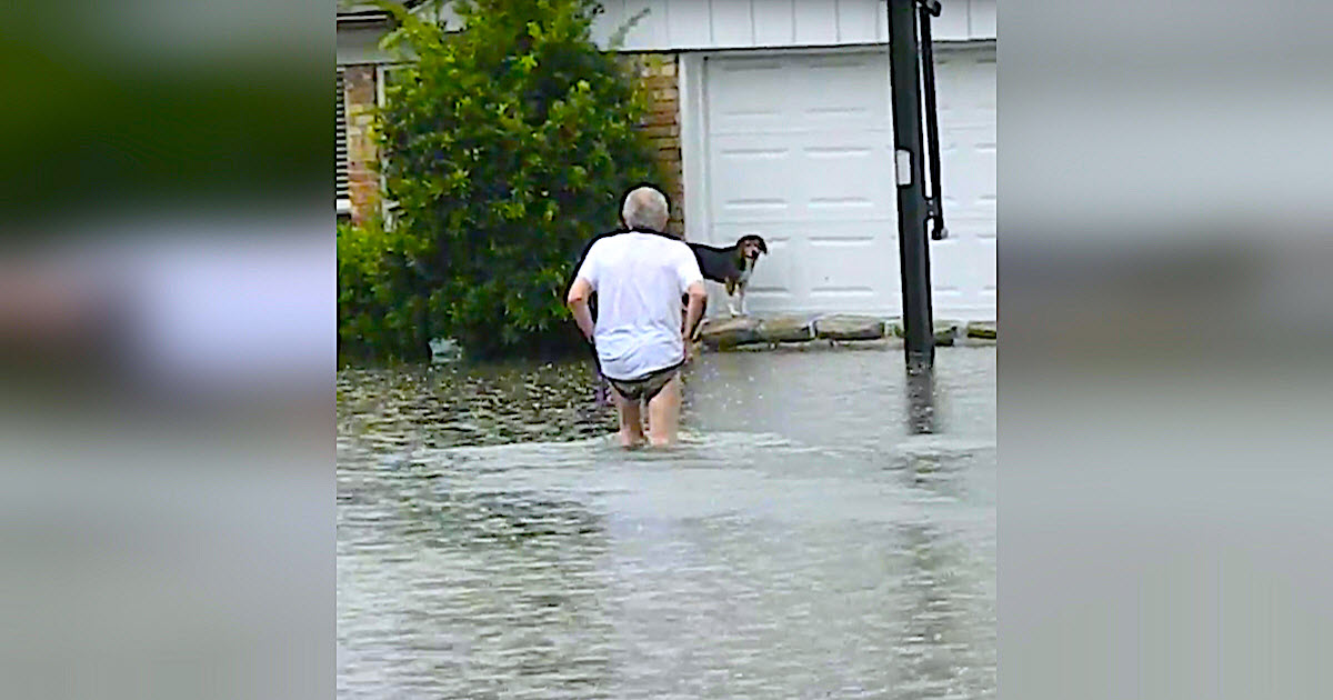 Elderly Man Spots Terrified Dog Trapped By Flood, Wades Into Thigh-High Water To Rescue Him