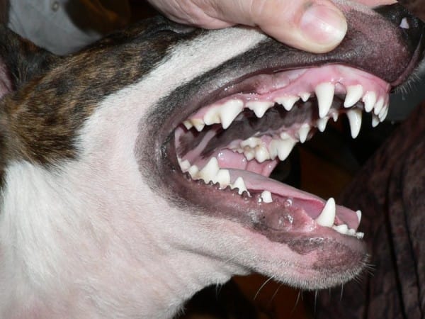 dog mouth tick