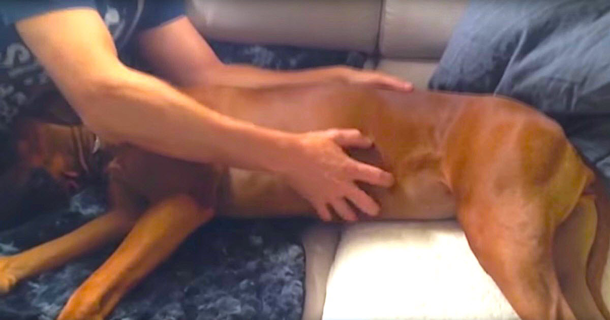 Dad Massages Fart Out Of Sleeping Dog, Then Her Ashamed Reaction Has Him In Stitches