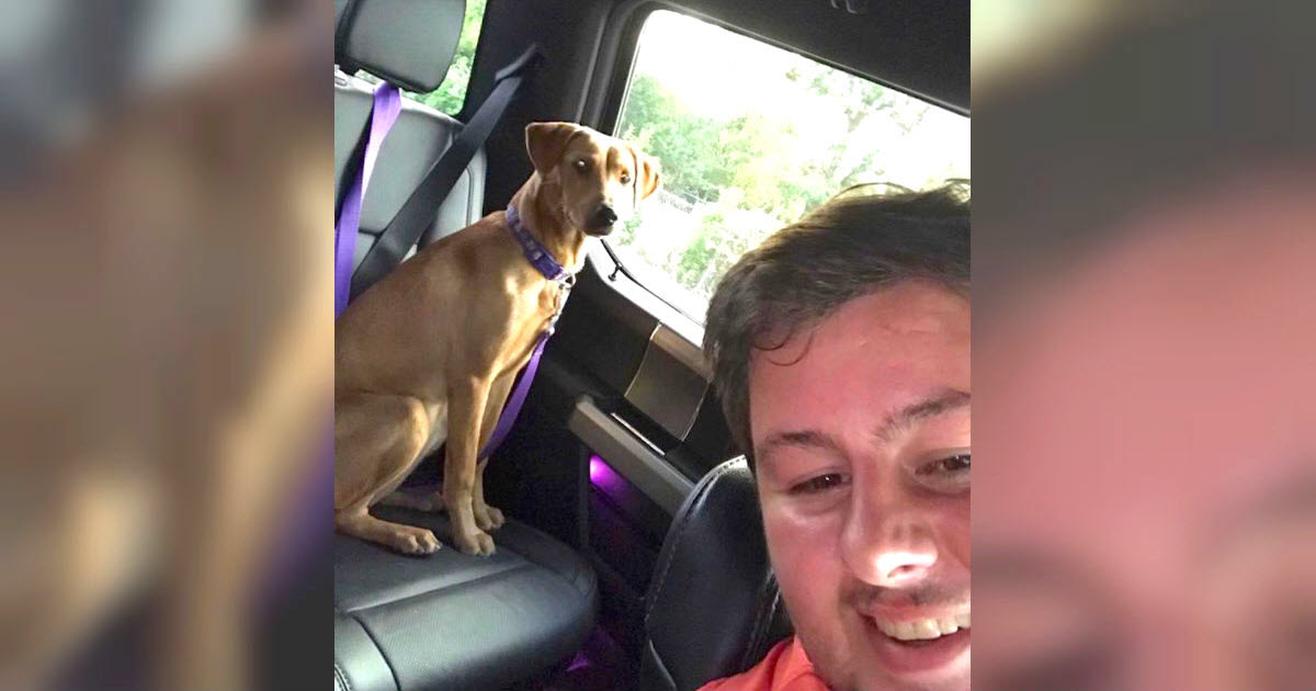 Rescue Group Begs For Help On Facebook, Then ‘Hurricane Hero’ Drives 400 Miles To Save Dogs