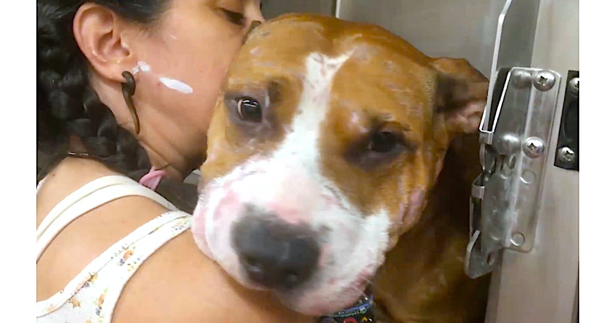 Shelter Worker Opens Kennel To Give Exhausted Pit Bull His First Hug After Hurricane Rescue