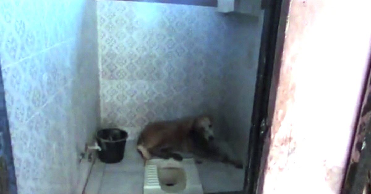 Abandoned Dog Curls Up To Die In A Family’s Bathroom, Then Realizes He’s Being Saved