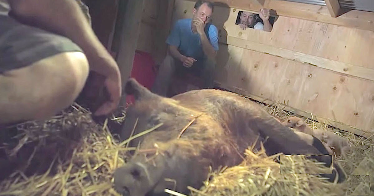 Pregnant Pig Has Tiny Belly But After 6th Baby Arrives He Knows X-Rays Were Totally Wrong