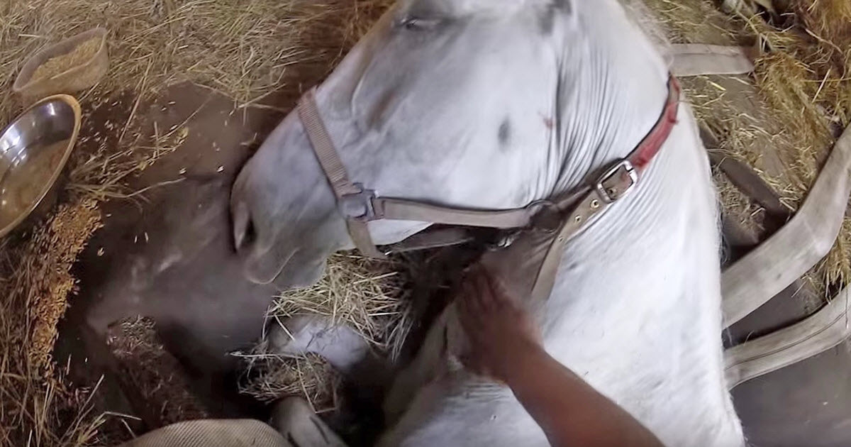 Farmer Begs His Trapped Horse Not To Die, So She Musters The Strength To Stand Up