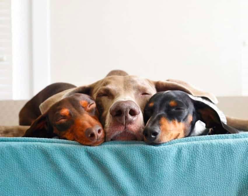 heartbroken weimaraner