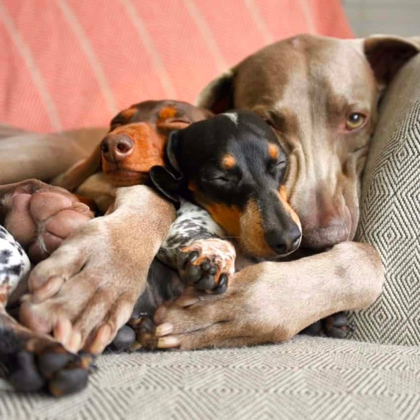 heartbroken weimaraner