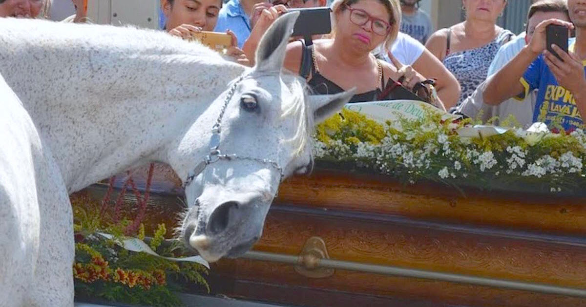 Grieving Horse Smells His Owner’s Casket And Breaks Down At Funeral