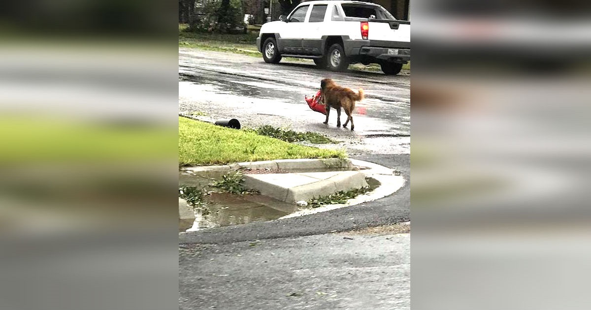 Mom Steps Outside To Check Hurricane Harvey Damage, Then Spots Dog Carrying Large Bag Of Food