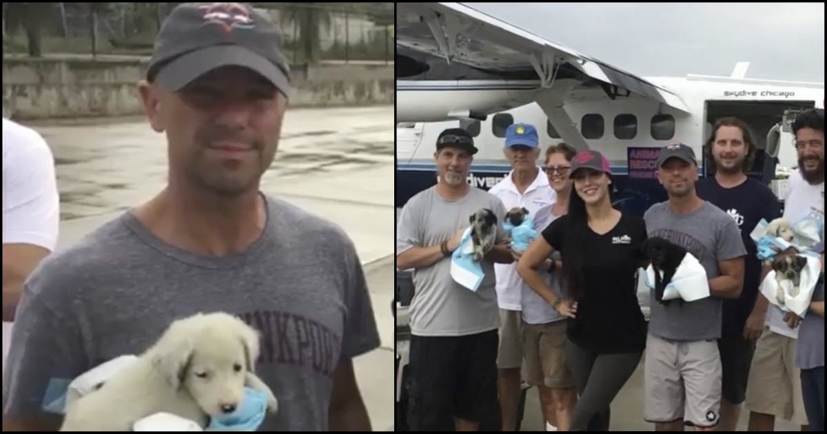 Kenny Chesney Chartered A Huge Plane To Rescue Over 100 Dogs Stranded On Island After Hurricane