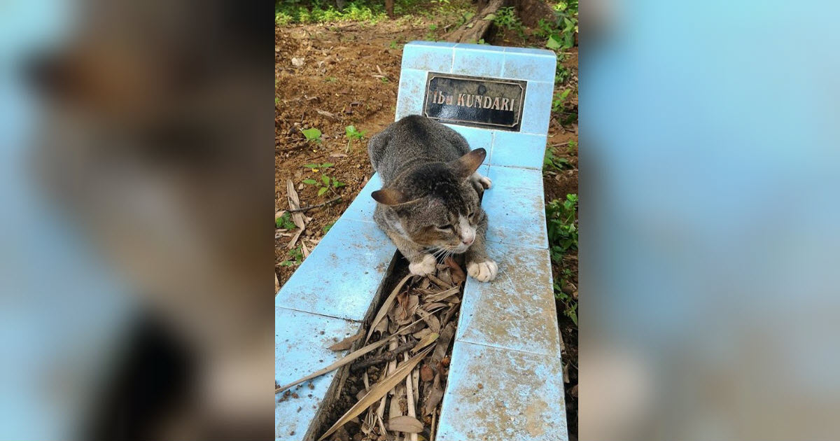 Heartbroken Cat Refuses To Leave Her Owner’s Grave For An Entire Year