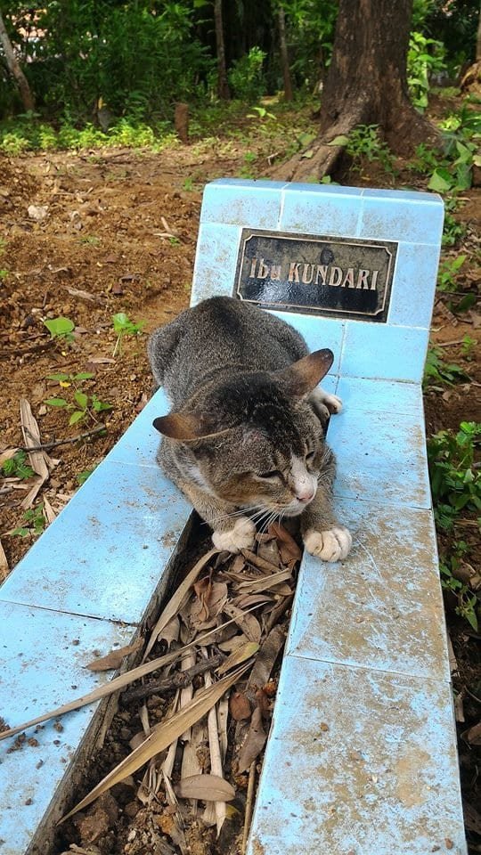 kitty won't leave grave