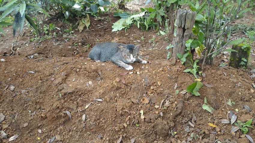kitty won't leave grave