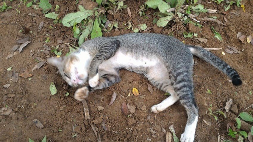 kitty won't leave grave