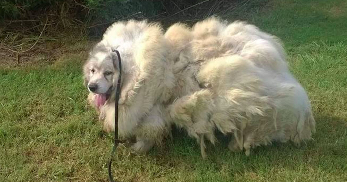 Dog Found Stuck In A Barn Looks Brand New After Getting 35 Pounds Of Fur Shaved Off