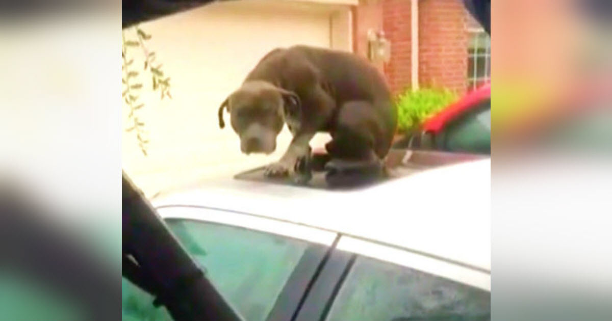 Men See Cowering Pit Bull Trapped On Flooded Car, Then Realize He’s Too Terrified To Accept Help