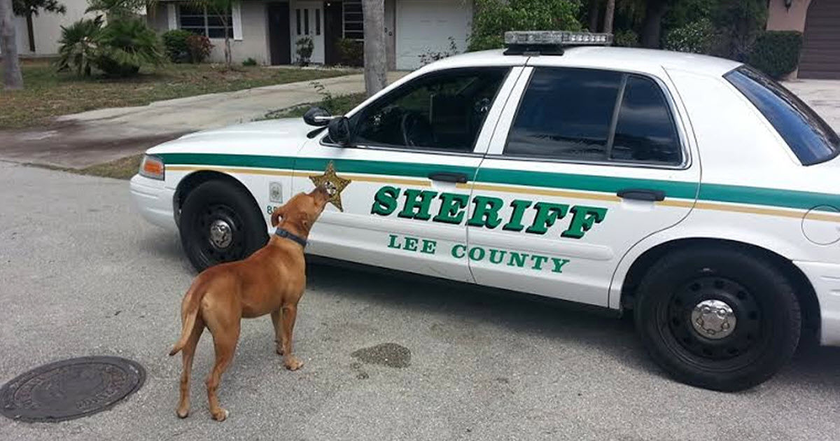 When Police Got Called About A Dangerous Pit Bull, They Never Expected The Dog To Do This…