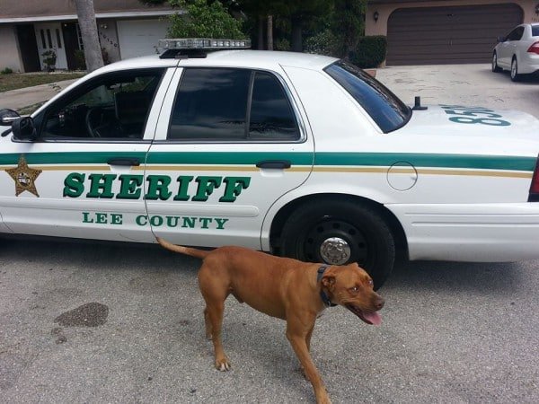 pitbull loose streets cop facebook