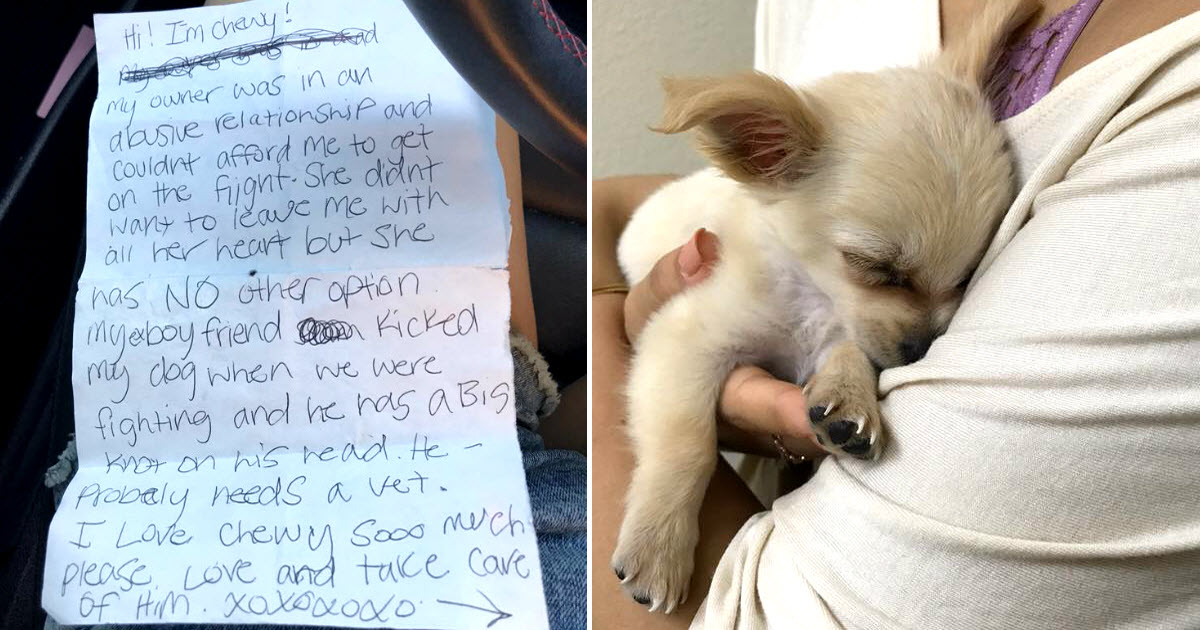Woman Finds Puppy Abandoned In Airport Bathroom, Then Reads Owner’s Note About Boyfriend’s Abuse